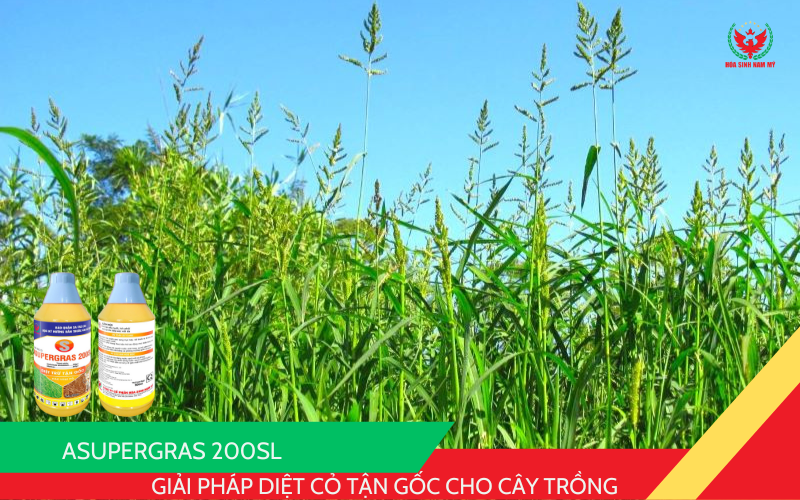 ASUPERGRAS 200SL – Giải pháp diệt cỏ tận gốc cho cây trồng