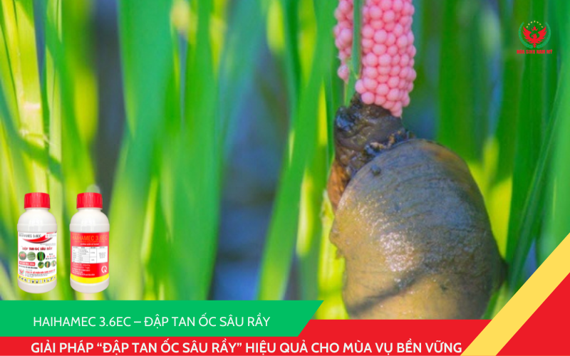 HAIHAMEC 3.6EC – Giải pháp “Đập tan ốc sâu rầy” hiệu quả cho mùa vụ bền vững