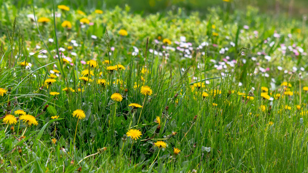 ASUPERGRAS 200SL HIỆU CỎ LƯU DẪN trị các loại có dại