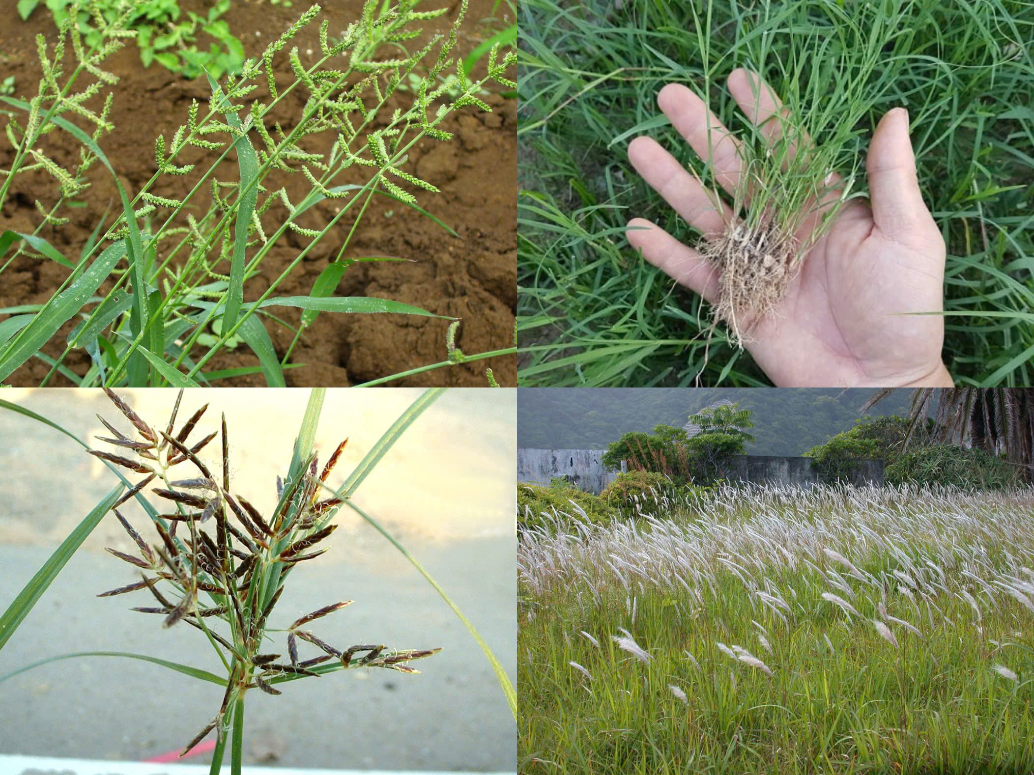 ASUPERGRAS 200SL có tác dụng với các loại cỏ dại sau