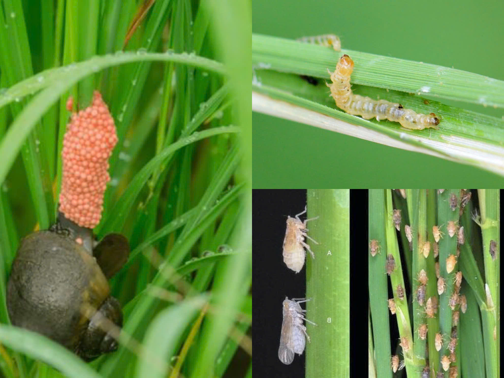 HAIHAMEC 3.6EC đập tan Ốc Sâu Rầy