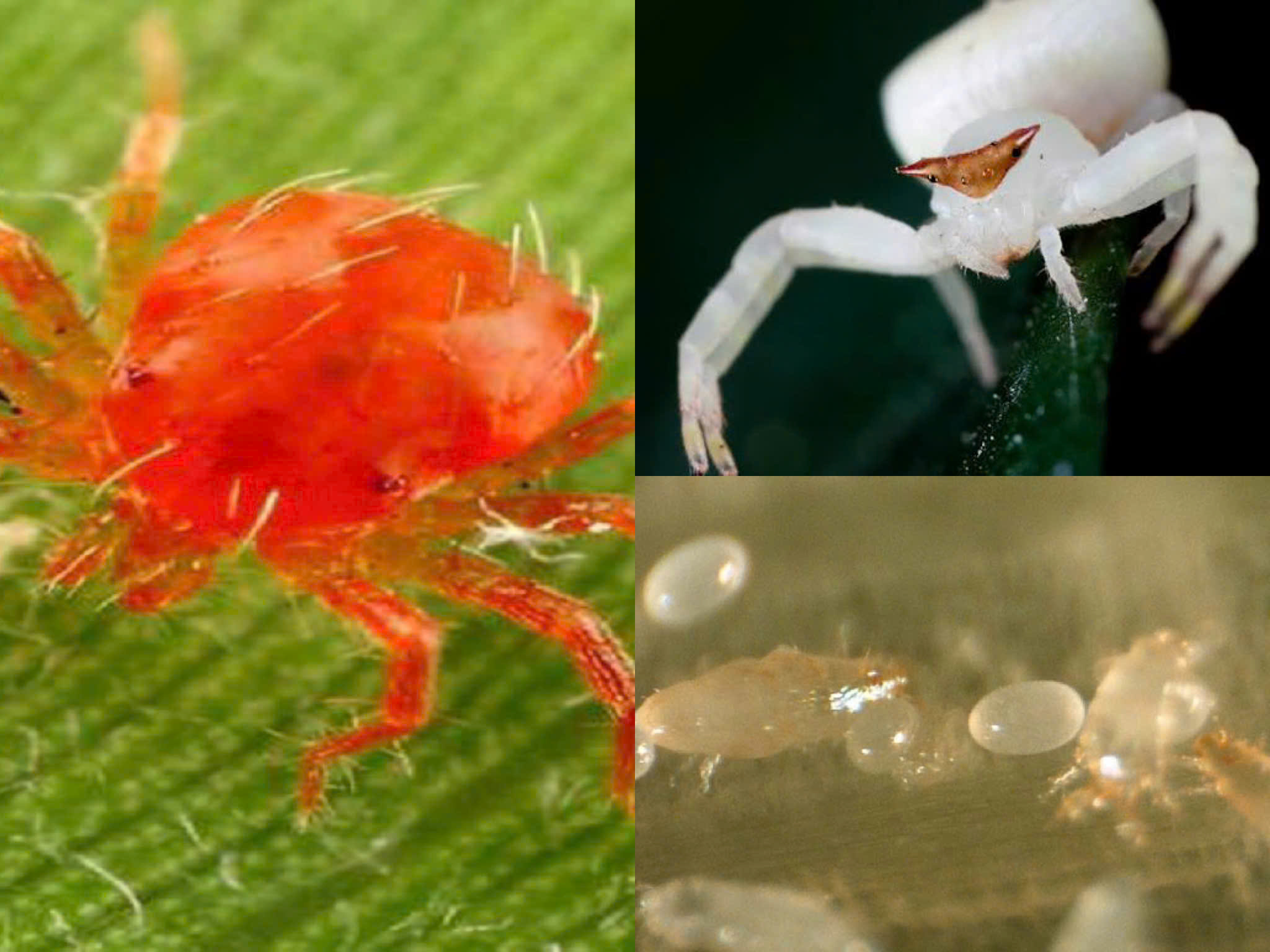 BP. NEWONE 500SC kẻ thù đặc trị của các loại nhện