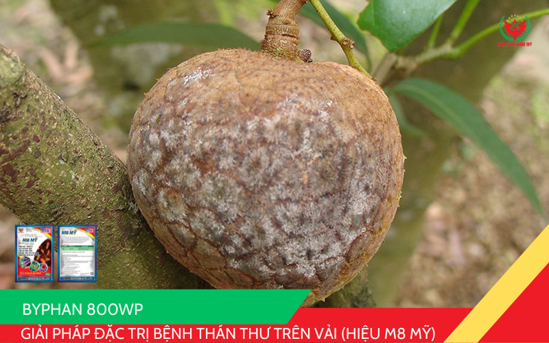 BYPHAN 800WP