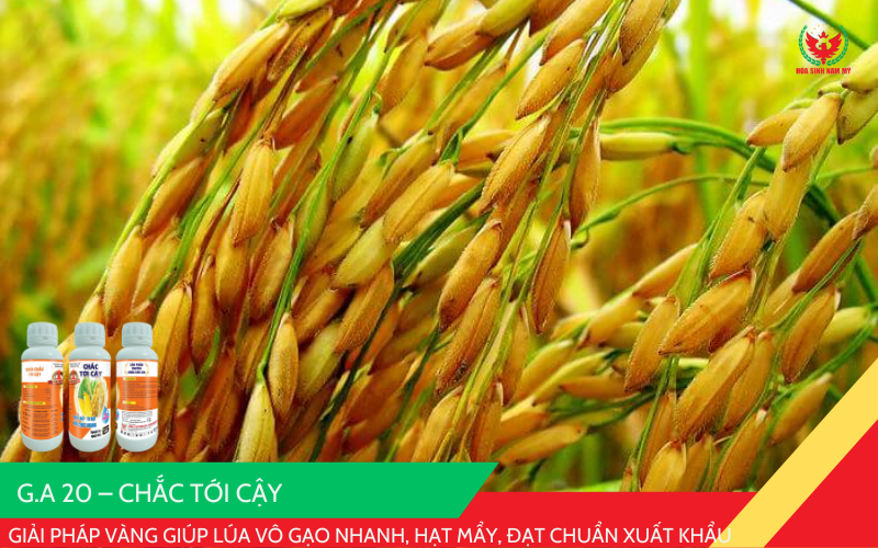 G.A 20 – CHẮC TỚI CẬY