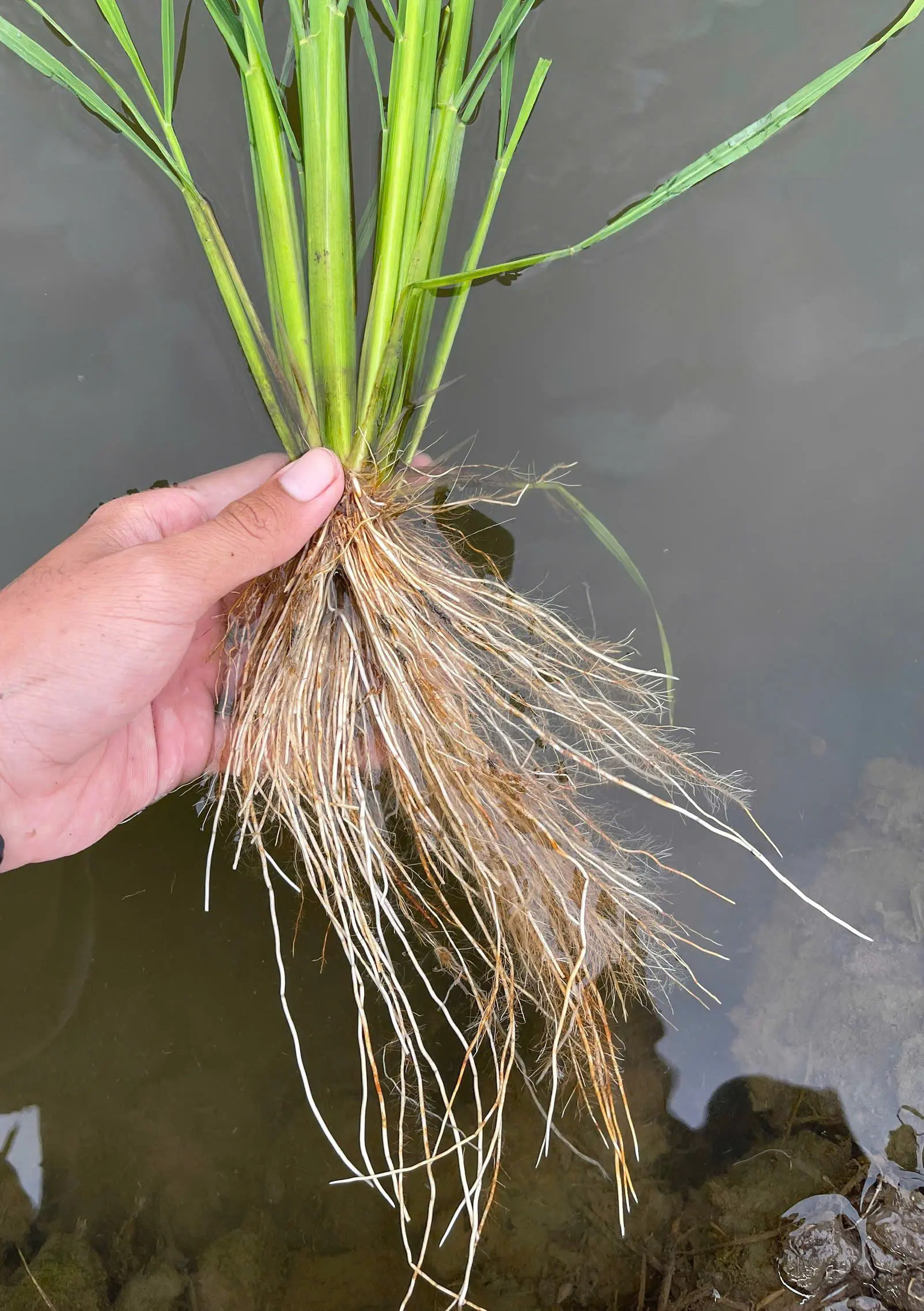 NAUC PLUS hiệu CorncatAZ