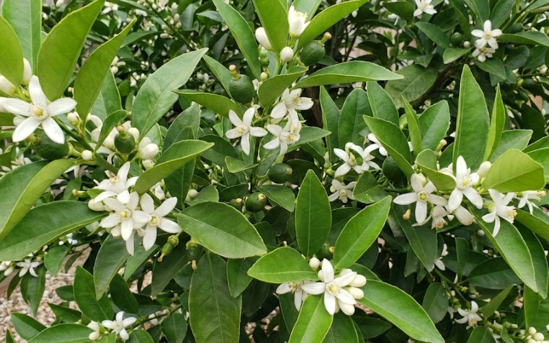 Siêu Bo Canxi Magie