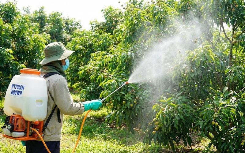 BYPHAN 800WP hiệu Mancozeb Vàng