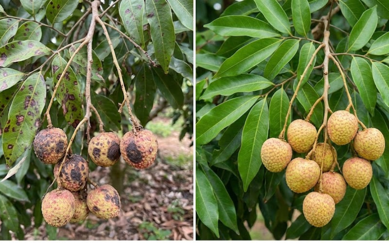 BYPHAN 800WP hiệu Mancozeb Vàng