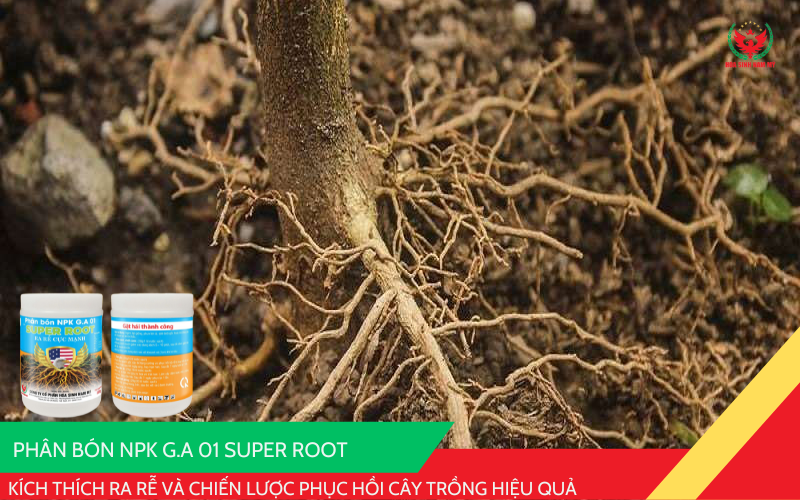 G.A 01 Super Root