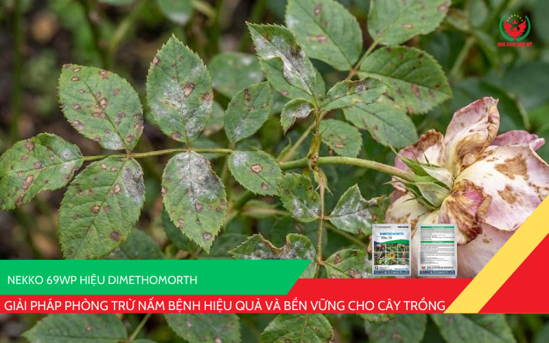 NEKKO 69WP hiệu DIMETHOMORTH