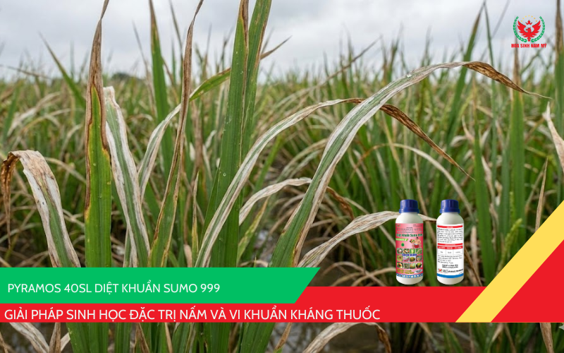 PYRAMOS 40SL hiệu Diệt Khuẩn Sumo 999