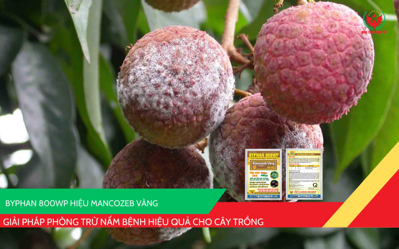 BYPHAN 800WP hiệu Mancozeb Vàng
