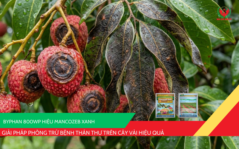 BYPHAN 800WP hiệu Mancozeb Xanh
