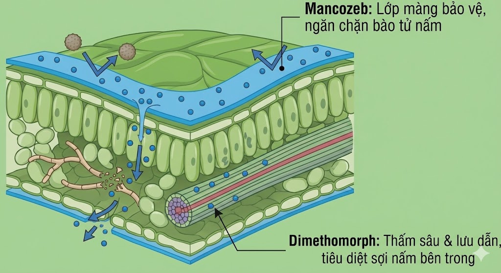NEKKO 69WP hiệu DIMETHOMORTH