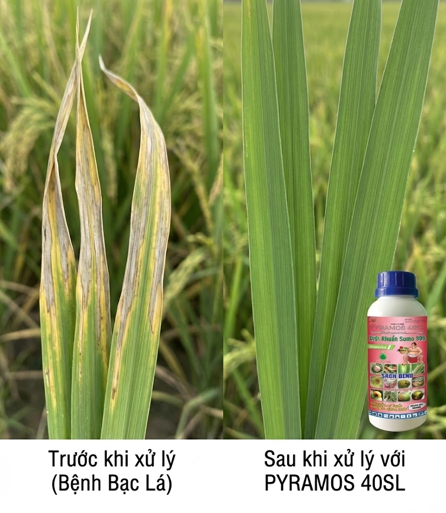 PYRAMOS 40SL hiệu Diệt Khuẩn Sumo 999