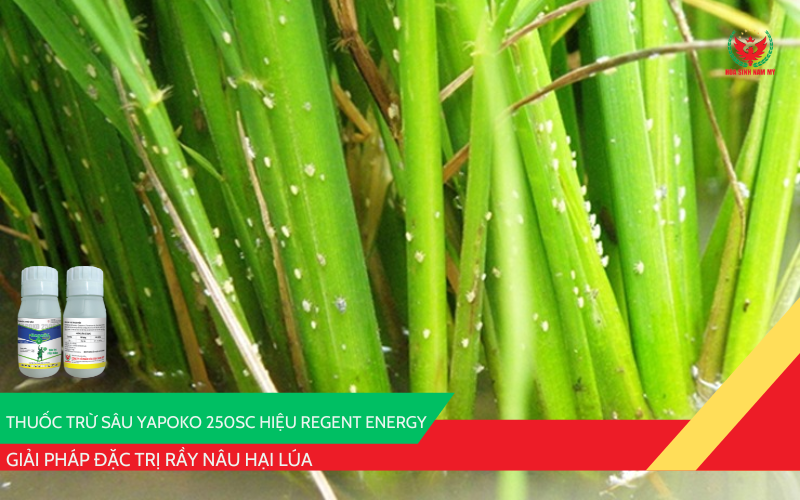 YAPOKO 250SC Hiệu Regent ENERGY