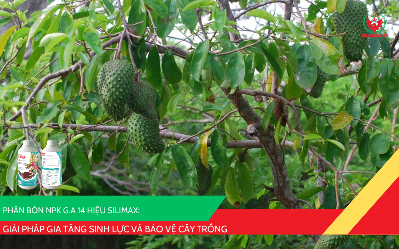 Phân bón G.A 14 hiệu SILIMAX
