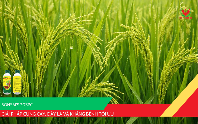 Phân bón vi lượng BONSAI'S 20SPC