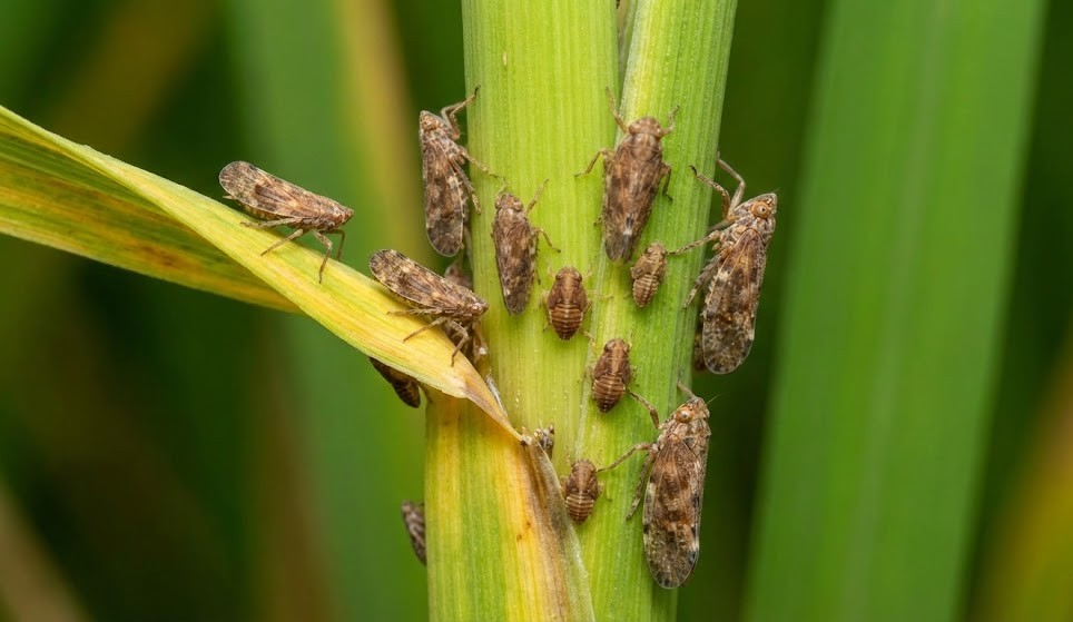 YAPOKO 250SC Hiệu Regent ENERGY