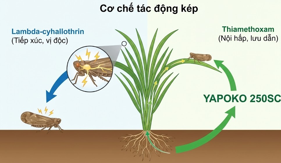 YAPOKO 250SC Hiệu Regent ENERGY