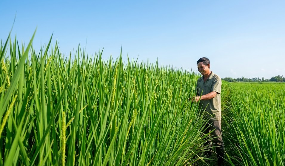 SOMETHRIN 10EC hiệu Diệt chích hút