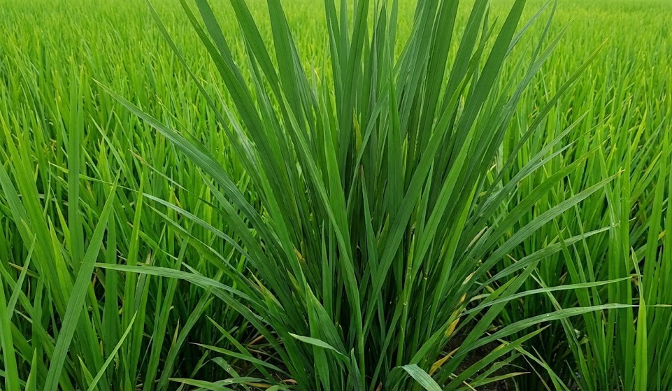 Phân bón vi lượng G.A 21