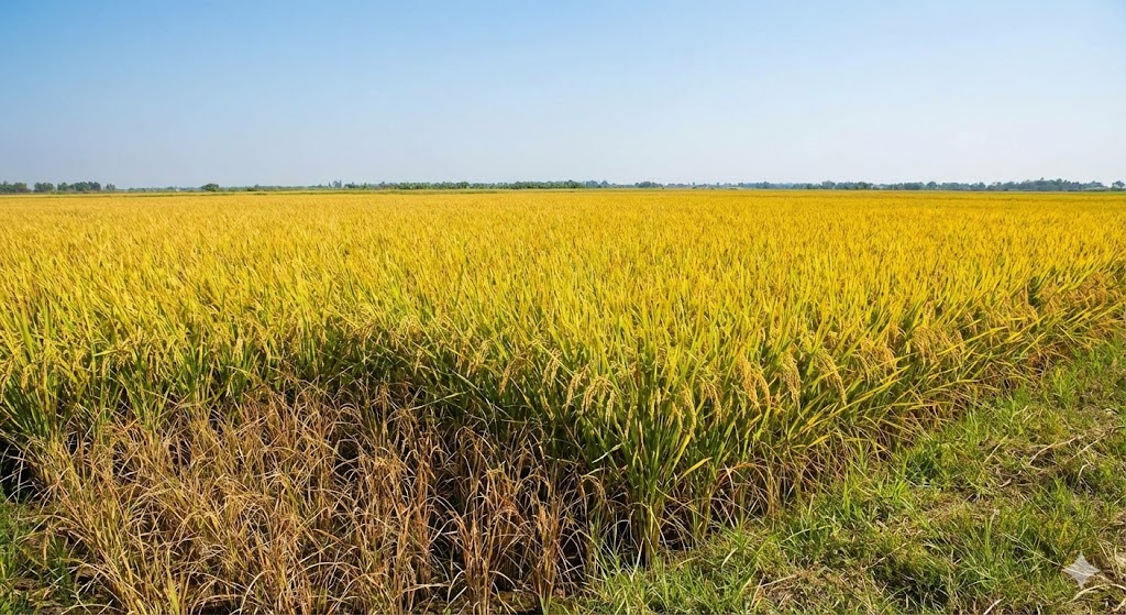 DOHAZOL 250SC hiệu Đạo ôn SUPER