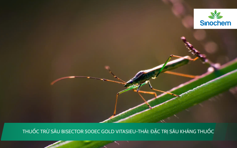 Bisector 500EC Gold hiệu Vitasieu-Thái