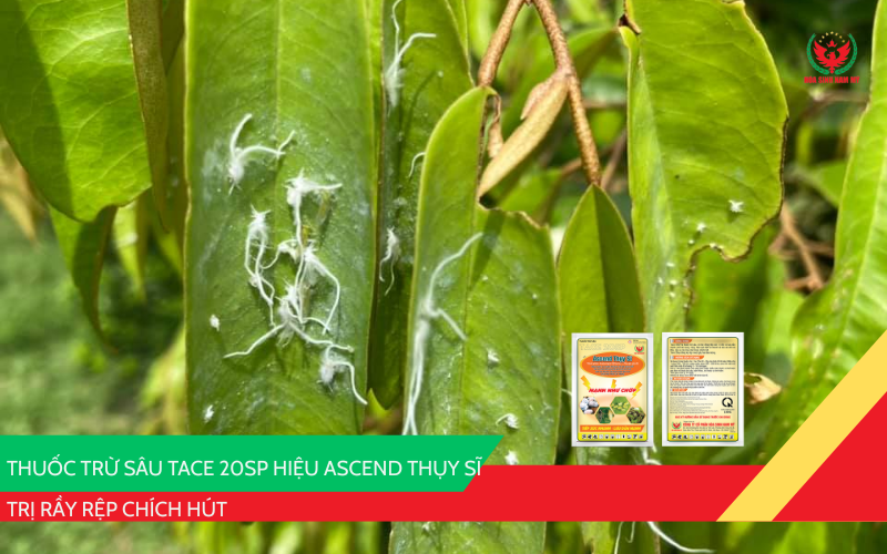 Tace 20SP ( hiệu Ascend Thụy Sĩ)