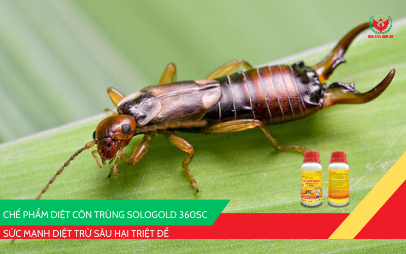 Chế phẩm diệt côn trùng SOLOGOLD 360SC