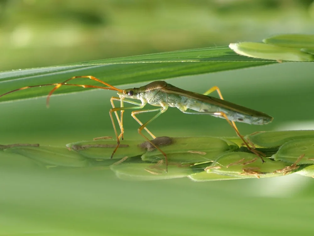 Bisector 500EC Gold hiệu Vitasieu-Thái