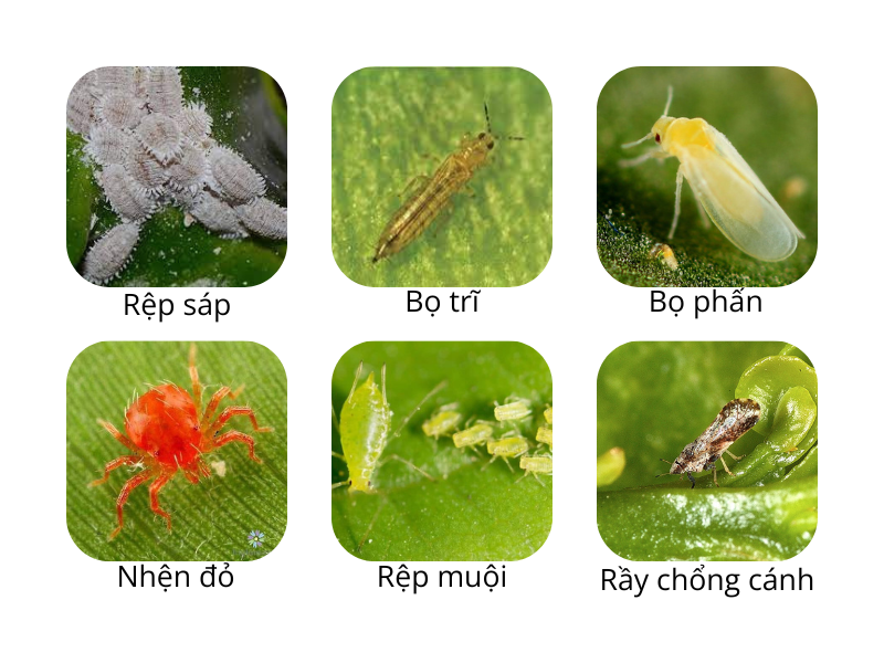 Tace 20SP ( hiệu Ascend Thụy Sĩ)