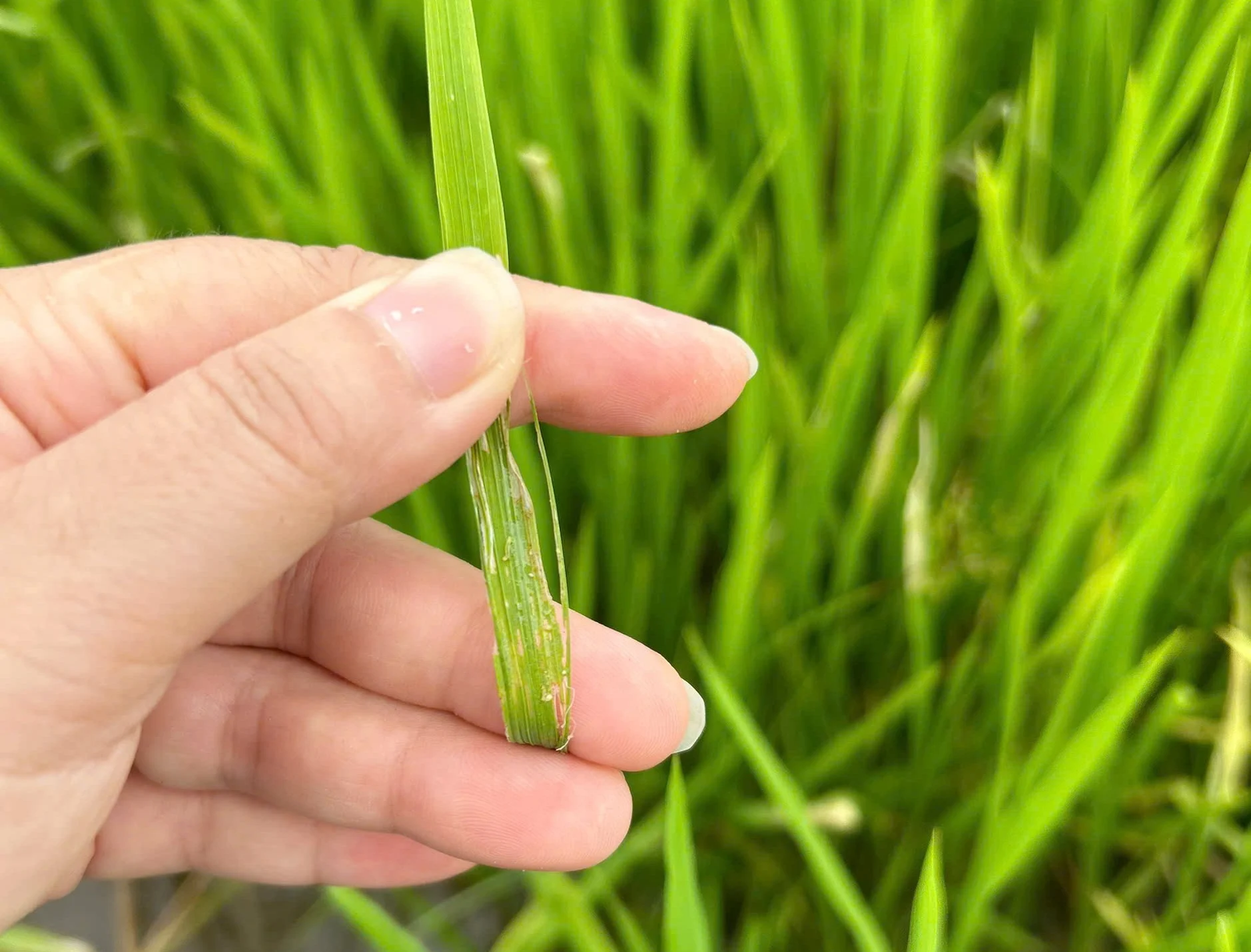 NP-CYRIN SUPER 250EC Hiệu CYRUX GOLD 300