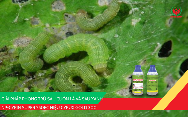 NP-CYRIN SUPER 250EC Hiệu CYRUX GOLD 300