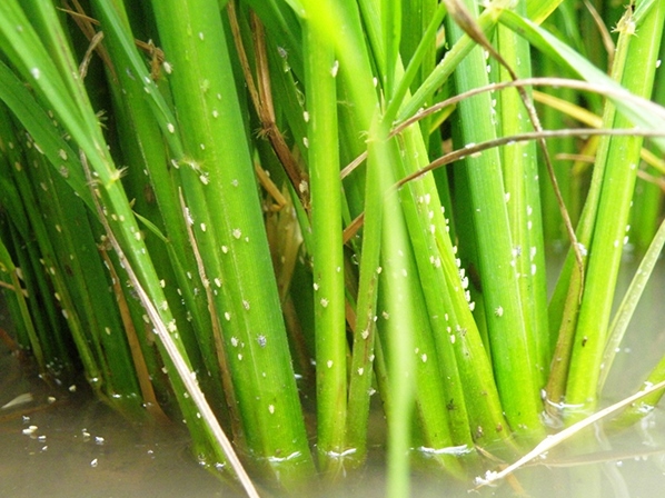 NOFARA 350SC hiệu COBRA