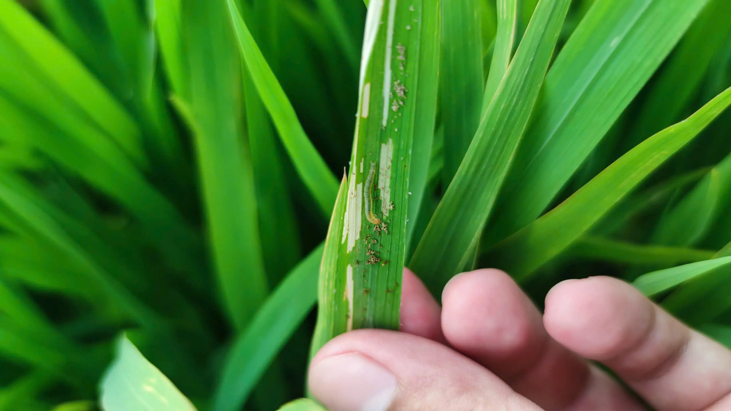 ABINSEC 1.8EC (Hiệu Abametin)