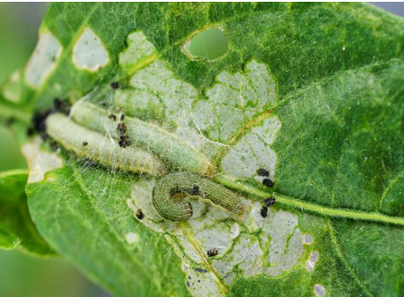 NP-CYRIN SUPER 250EC Hiệu CYRUX GOLD 300