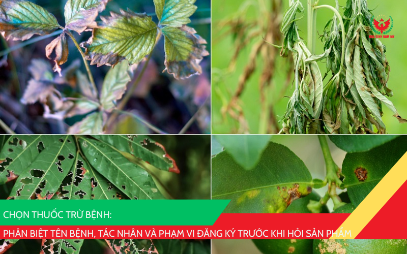 chọn thuốc trừ bệnh