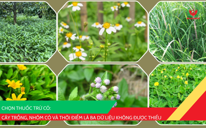 chọn thuốc trừ cỏ