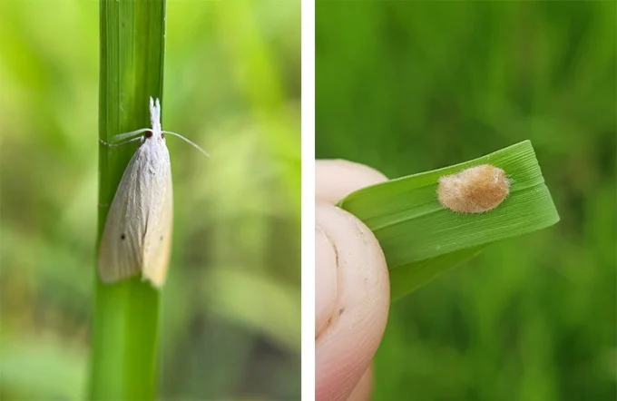 Cách chọn thuốc trừ sâu