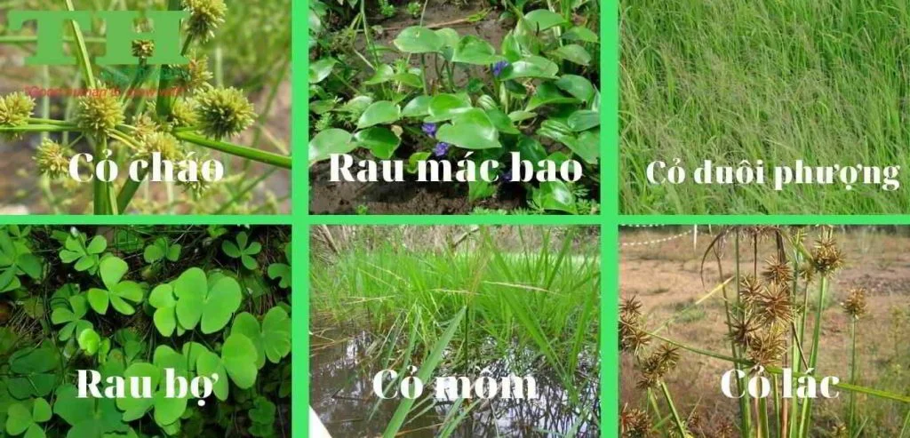 chọn thuốc trừ cỏ