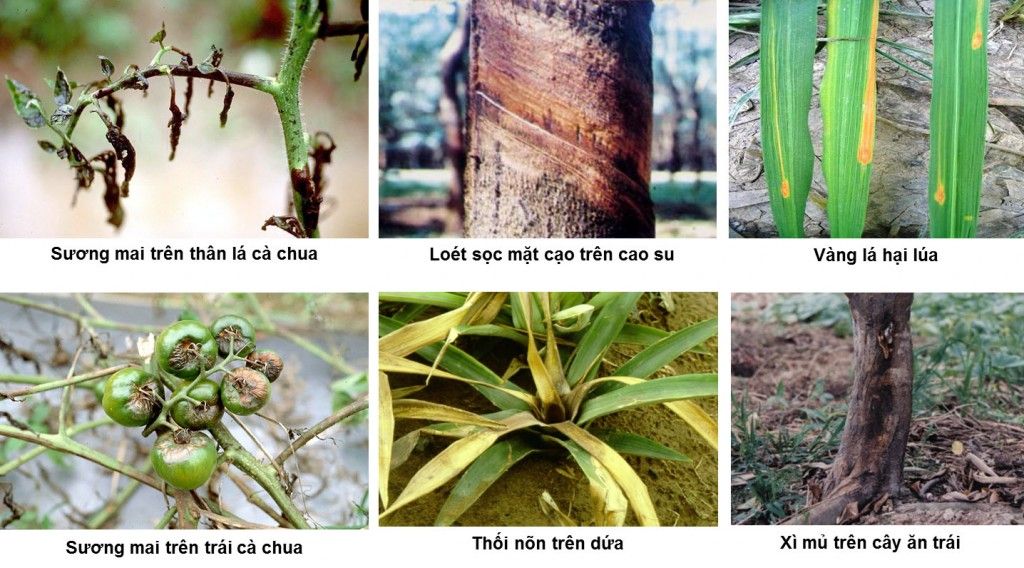 chọn thuốc trừ bệnh